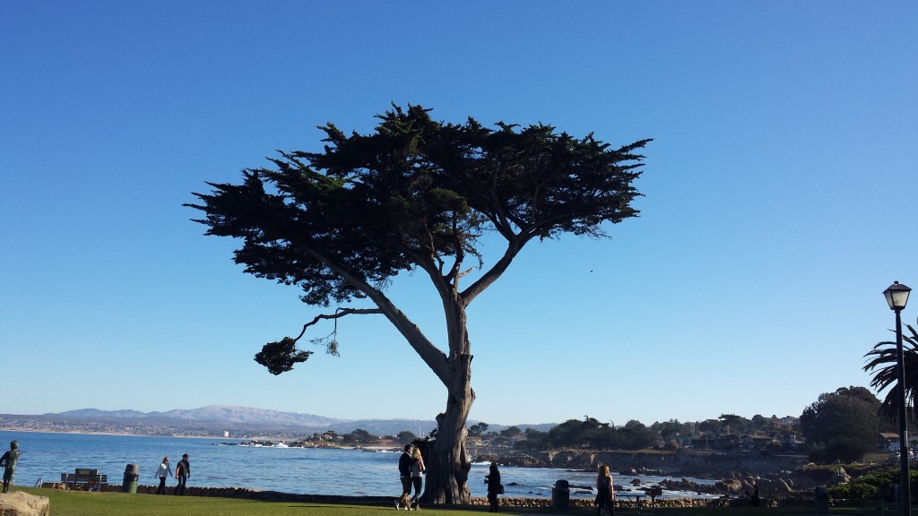 Monterey-Tree